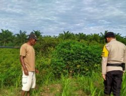 Bhabinkamtibmas Kelurahan Rantau Kopar Pantau Perkembangan Program Ketapang Jagung Pipil
