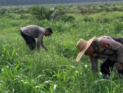 Kapolsek dan Wakapolsek Kandis Gotong Royong Bersihkan Gulma Tanaman Jagung untuk Ketahanan Pangan