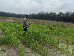 Polsek Kandis Bergerak di Tengah Hamparan Jagung, Wujud Nyata Polri Mengawal Swasembada Pangan Nasional