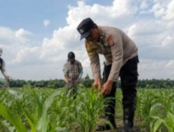 Mengawal Tunas Harapan Bangsa, Polsek Kandis Turun Langsung ke Lahan Jagung Demi Swasembada Pangan Nasional