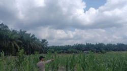 Dukung Program Asta Cita Presiden RI, Bhabinkamtibmas Polsek Kerumutan Monitoring Jagung Pipil Warga Desa Banjar Panjang
