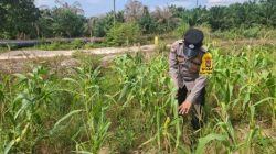 Dukung Ketahanan Pangan Nasional, Bhabinkamtibmas Polsek Rantau Kopar Rutin Pantau Tanaman Jagung Pipil 