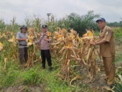Berikut Tahapan Penting dalam Budidaya Tanaman Jagung, Polsek Kandis Ekstra Lakukan Pendampingan