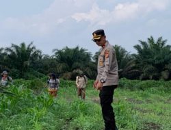 Pemantauan secara Rutin, Polsek Kandis Jaga Kesehatan Tanaman Jagung Bersama Petani