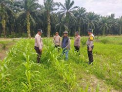 Polsek Kandis Perkuat Pendampingan Petani, Pastikan Tanaman Jagung Tumbuh Optimal Dukung Swasembada Pangan Nasional