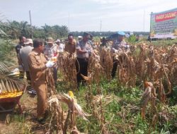 Polsek Kandis Panen Raya Jagung 3 Ton, Wujud Nyata Dukung Program Ketahanan Pangan Nasional