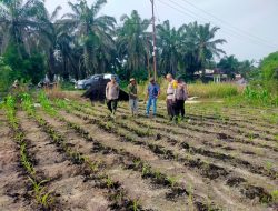 Polsek Kandis dan Petani Satukan Langkah, Mengawal Ketahanan Pangan untuk Masa Depan Bangsa