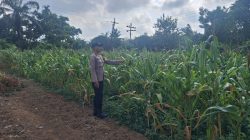 Tanaman Pekarangan Dan Jagung Pipil Untuk Ketahanan Pangan Indonesia Dari Indragiri Hulu   