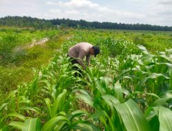 Polsek Kandis dan Petani Bersinergi, Jaga Jagung Tetap Tumbuh untuk Ketahanan Pangan