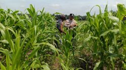 12 H Jagung Jadi Tumpuan, Polsek Kandis Bergerak Kawal Swasembada Pangan