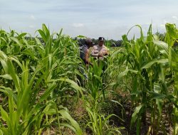 12 H Jagung Jadi Tumpuan, Polsek Kandis Bergerak Kawal Swasembada Pangan