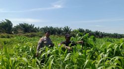 Jagung Tumbuh, Harapan Menguat: Polsek Kandis Kawal Ketahanan Pangan dari Jambai Makmur