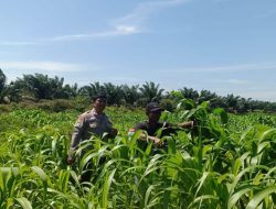 Jagung Tumbuh, Harapan Menguat: Polsek Kandis Kawal Ketahanan Pangan dari Jambai Makmur