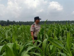 Bhabinkamtibmas Sahabat Petani, Kawal Ketahanan Pangan dari Lahan Binaan Polsek Kandis