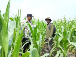 Dari Lahan ke Ketahanan Bangsa, Bhabinkamtibmas Polsek Kandis Turun Langsung Cek Jagung Petani Jambai Makmur