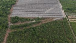 Polisi Tetapkan Penghulu Jadi Tersangka Dugaan Perusakan Hutan Mangrove di Rohil