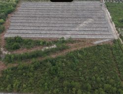 Polisi Tetapkan Penghulu Jadi Tersangka Dugaan Perusakan Hutan Mangrove di Rohil