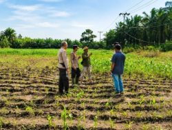Tak Sekadar Mengawal Keamanan, Polsek Kandis Turun ke Lahan Jagung Kawal Ketahanan Pangan