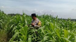 Dari Perkebunan Petani Jambai Makmur, Polsek Kandis Kembangkan Swasembada Pangan Nasional