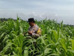 Dari Perkebunan Petani Jambai Makmur, Polsek Kandis Kembangkan Swasembada Pangan Nasional