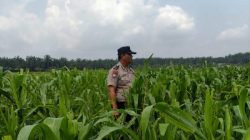 Menembus Hamparan Jagung, Polsek Kandis Pastikan Ketahanan Pangan Tetap Terjaga