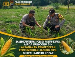 Dukung Ketahanan Pangan Nasional, Bhabinkamtibmas Polsek Rantau Kopar Cek Tanaman Jagung Pipil