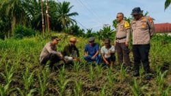 Dari Lahan Binaan, Bhabinkamtibmas Polsek Kandis Tumbuhkan Semangat Petani