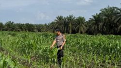 Kapolsek Kandis Maknai Semangat Merah Putih, Merajut Persatuan, Menjaga Ketahanan Pangan