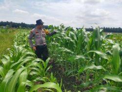 Dari Ladang untuk Negeri, Polsek Kandis Kawal Perjuangan Petani Wujudkan Swasembada Pangan