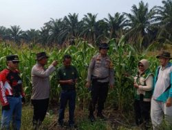 Petani Tangguh, Tanaman Jagung Tumbuh Lewat Semangat Gotong Royong Polsek Kandis