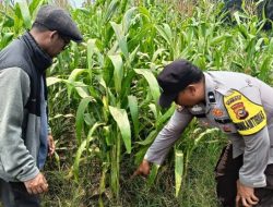 Dari Ladang Kandis, Harapan Swasembada Pangan Terus Tumbuh