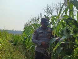 Kawal Ketahanan Pangan, Polsek Kandis Aktif Pantau Pertumbuhan Tanaman Jagung