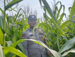Bersama Petani, Bhabinkamtibmas Polsek Kandis Merawat Tanaman Jagung