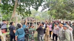 Kabar Gembira dari Tesso Nilo, Bayi Gajah Ganesha Lahir Selamat