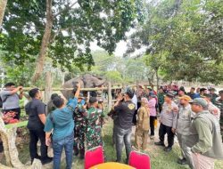 Kabar Gembira dari Tesso Nilo, Bayi Gajah Ganesha Lahir Selamat